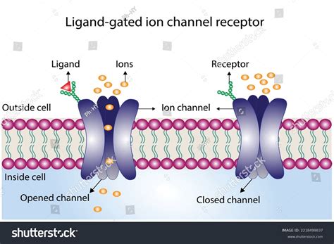 ion chanel black|ion channels in a cell.